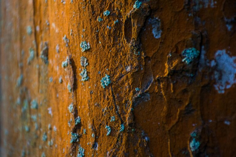 Mold Remediation Tips for Singapore Condo Owners